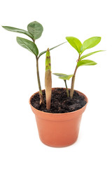 Zamioculcas zamiifolia small flower in pot on white background