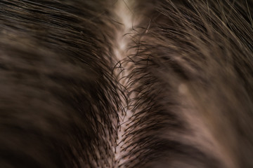 Closeup Photo Of Female Hair