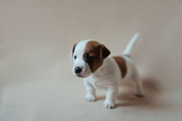 puppy jack russell terrier