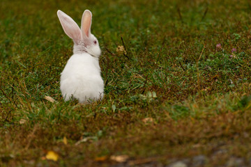 albino rabbit