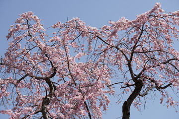 枝垂桜