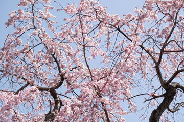 枝垂桜