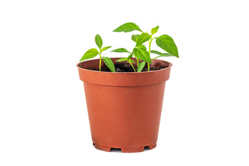 Pepper sprouts, green plants grows in pot on white background