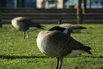 Canadian goose season