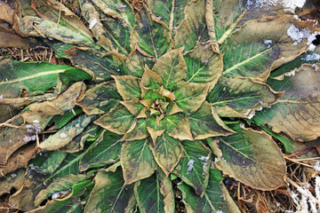 Dry wild vegetables in winter