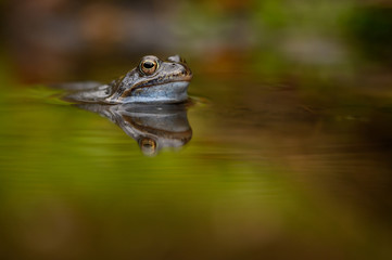 European common brown frog, Rana temporaria, natural environment, wildlife, close up, Europe