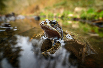 European common brown frog, Rana temporaria, natural environment, wildlife, close up, Europe