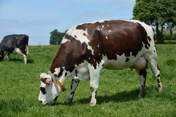 Fototapeta na wymiar Vache race normandes au pré