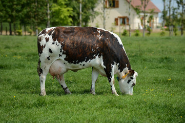 Vache race normandes au pré