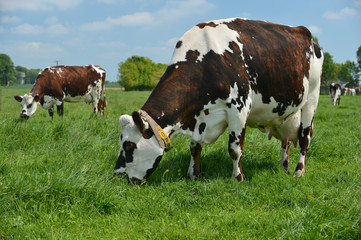 Fototapeta na wymiar Vache race normandes au pré
