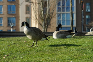 Canadian goose season