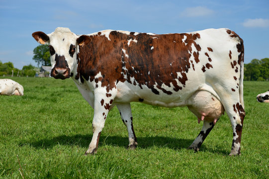 Vache race normande au pr&eacute;