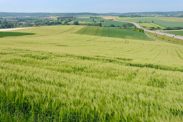 Culture céréales, champ d'orge et escourgeon