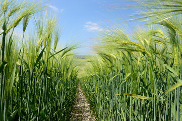 Culture céréales, champ d'orge et escourgeon