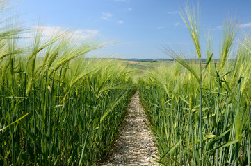 Culture céréales, champ d'orge et escourgeon