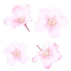 Fototapeta na wymiar 桜の花　水彩風イラスト素材