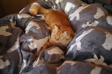 ベッドでくつろぐ猫