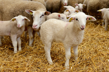 Naklejka na ściany i meble Brebis et agneaux dans une bergerie. Agneaux de boucherie