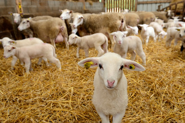 Brebis et agneaux dans une bergerie. Agneaux de boucherie