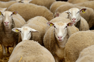 Naklejka premium Brebis et agneaux dans une bergerie. Agneaux de boucherie