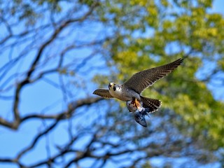 食べかけの鳩を持って飛ぶ繁殖期のハヤブサ