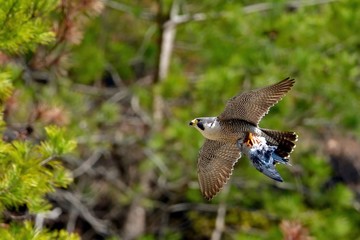 食べかけの鳩を持って飛ぶ繁殖期のハヤブサ