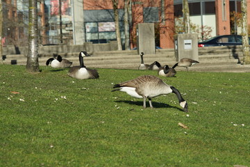 Canadian goose season