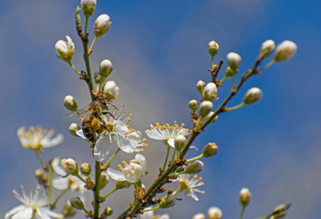 Hello, spring! bee collects pollen from the flowers of the flowering tree. Flowering trees in the first days of spring in March. A beautiful decoration