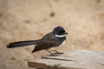 Image of oriental magpie robin(Copsychus saularis) on nature background. Bird. Animals.