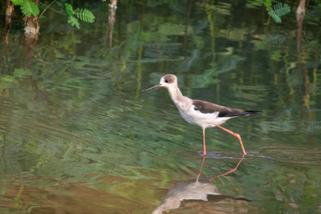 Image of Black-winged Stilt (Himantopus himantopus) are looking for food. Bird. Wild Animals.