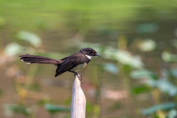 Image of oriental magpie robin(Copsychus saularis) on branch on nature background. Bird. Animals.
