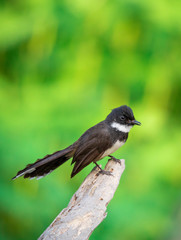 Image of oriental magpie robin(Copsychus saularis) on branch on nature background. Bird. Animals.