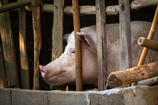 Image of a pig in the farm. Farm Animal.