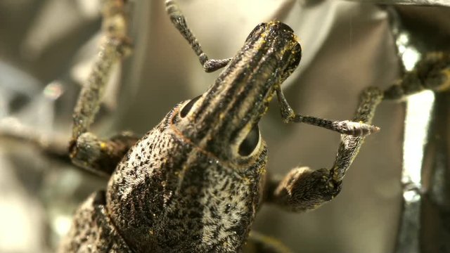 beetle bedbug weevil field,macro