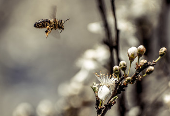 Bees in flight. Collect pollen from flowering trees