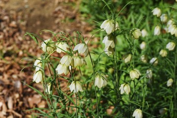 Fritillaria thunbergii (Zhe bei mu) is a medicinal herb containing alkaloid, with pale green flowers blooming downward in spring.