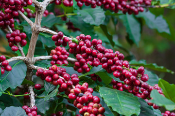 Fresh coffee beans on tree