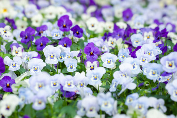 Purple and white pansy flowers