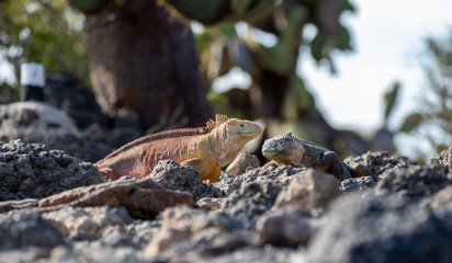Two Galapagos Land Iguana