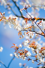 桜