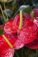 Large red flowers of Anthurium andraeanum Linden ex Andre with large yellow cores among lush green foliage