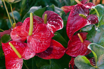 Large shiny red flowers of Anthurium andraeanum Linden ex Andre with large yellow cores among lush green foliage