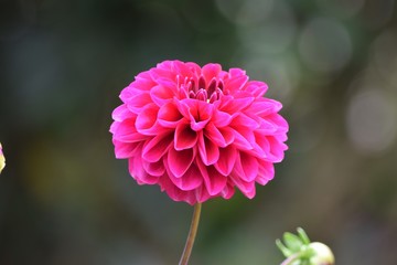 A beautiful dahlia flower bloomed in the morning