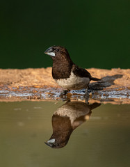 Irresistible Reflection