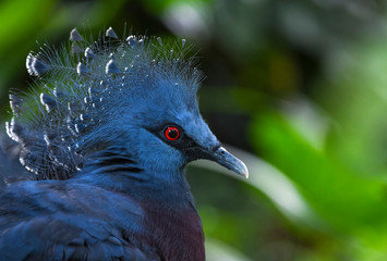 Western Victorian crowned-pigeon at KL Bird Park