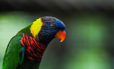 Rainbow Lorikeet Parrot at KL Bird Park