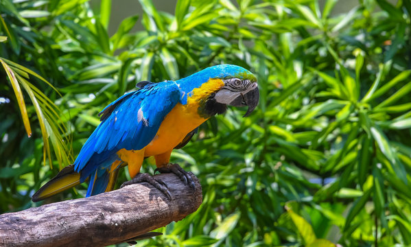 Blue-Throated Macaw Parrot at KL Bird Park