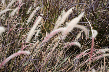 grass in the forest, grass background