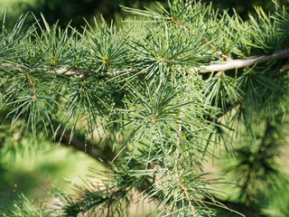 Cedrus deodara | Cèdre de l'Himalaya aux rameaux semi-horizontaux avec pousses extrêmes retombantes garnis d'aiguilles souples bleu-vert en bouquets