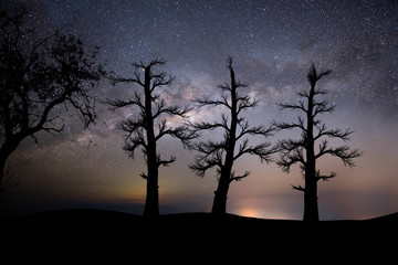 Milky Way shot in a mountainous area with the first floor silhouettes of three large bare trees